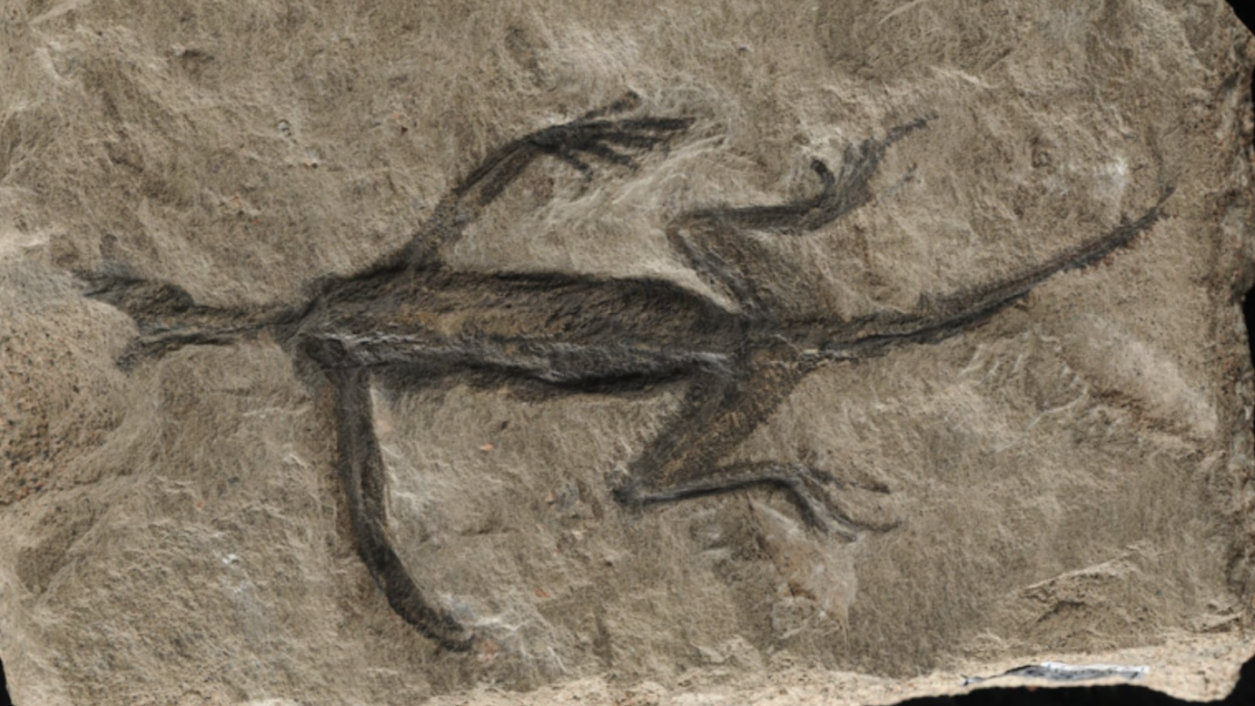A fossil of a reptile embedded in stone, displaying a dark, elongated central body with a distinct tail and four protruding limbs, each with visible digits